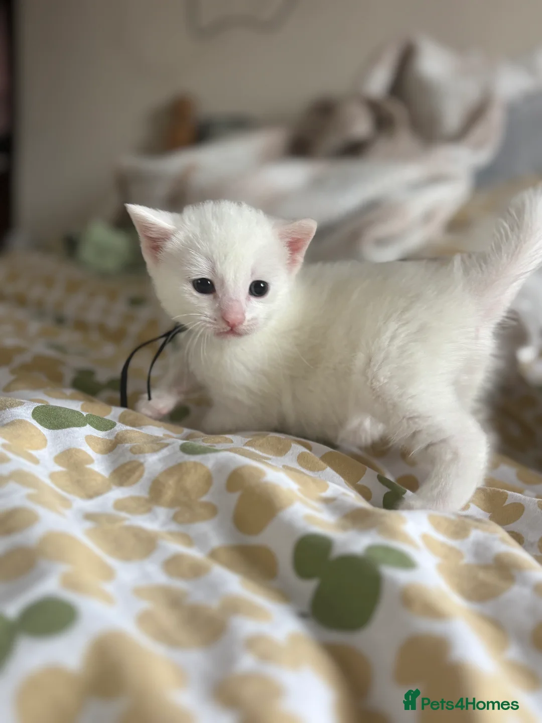 Mixed Breed cats for sale: Turkish angora mix kittens  in Ilkeston - Advert 10