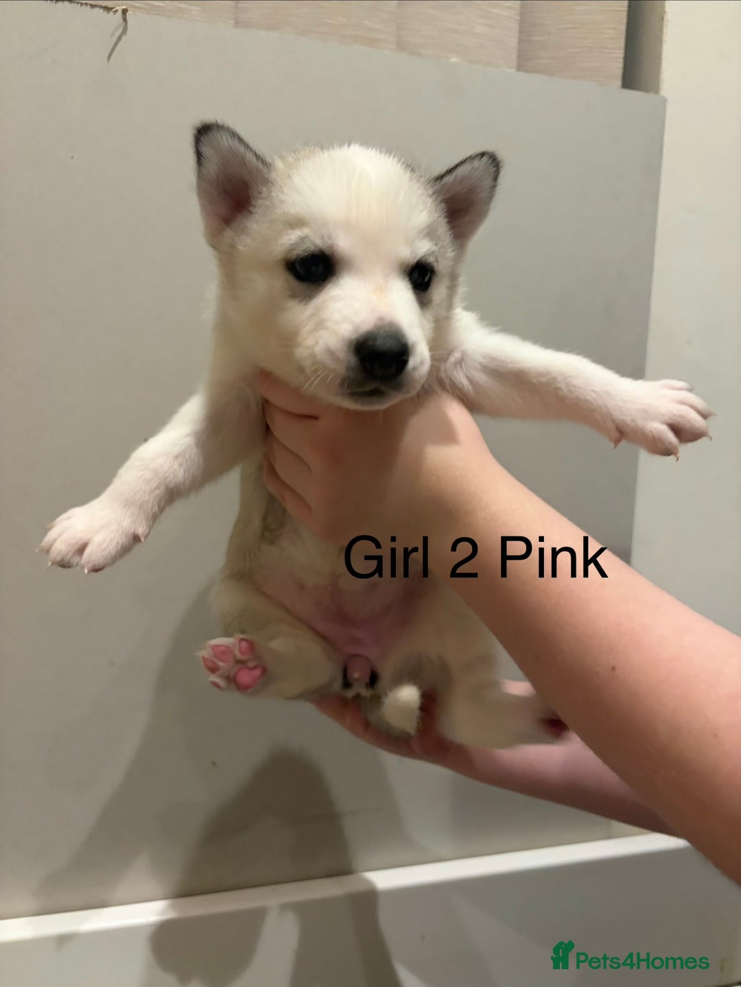 Siberian Husky dogs for sale: Siberian huskies for sale  - Advert 12