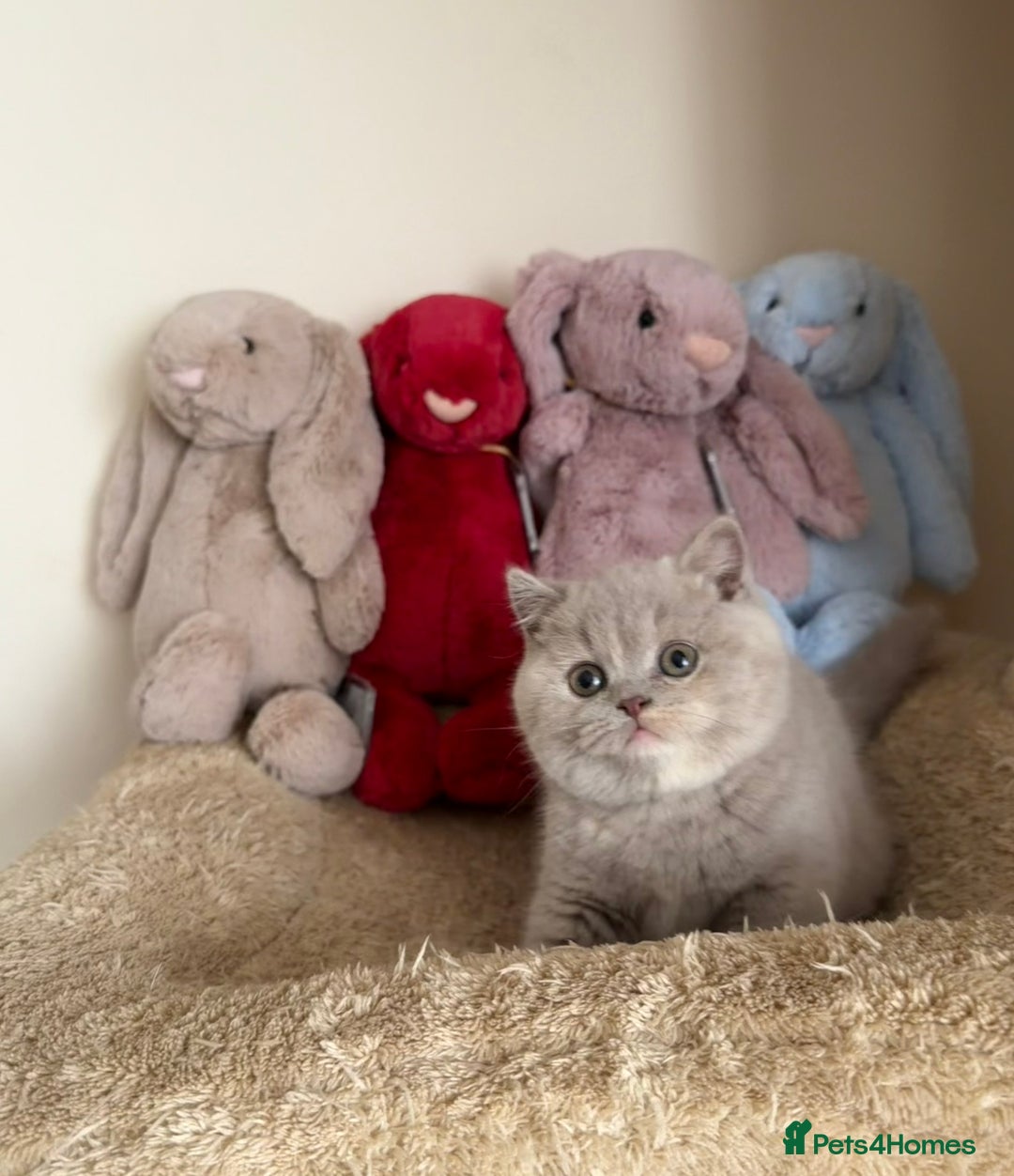 British Shorthair cats for sale: Lilac Tortie British Shorthair Female - Advert 3