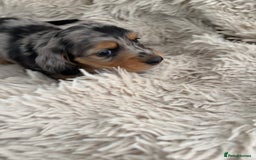 Miniature Dachshund dogs for sale: Long haired mini male dachshunds pups KC reg  - Image 3