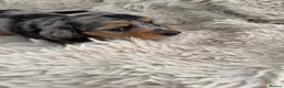 Miniature Dachshund dogs for sale: Last little long haired chocolate boy pup - Advert 21