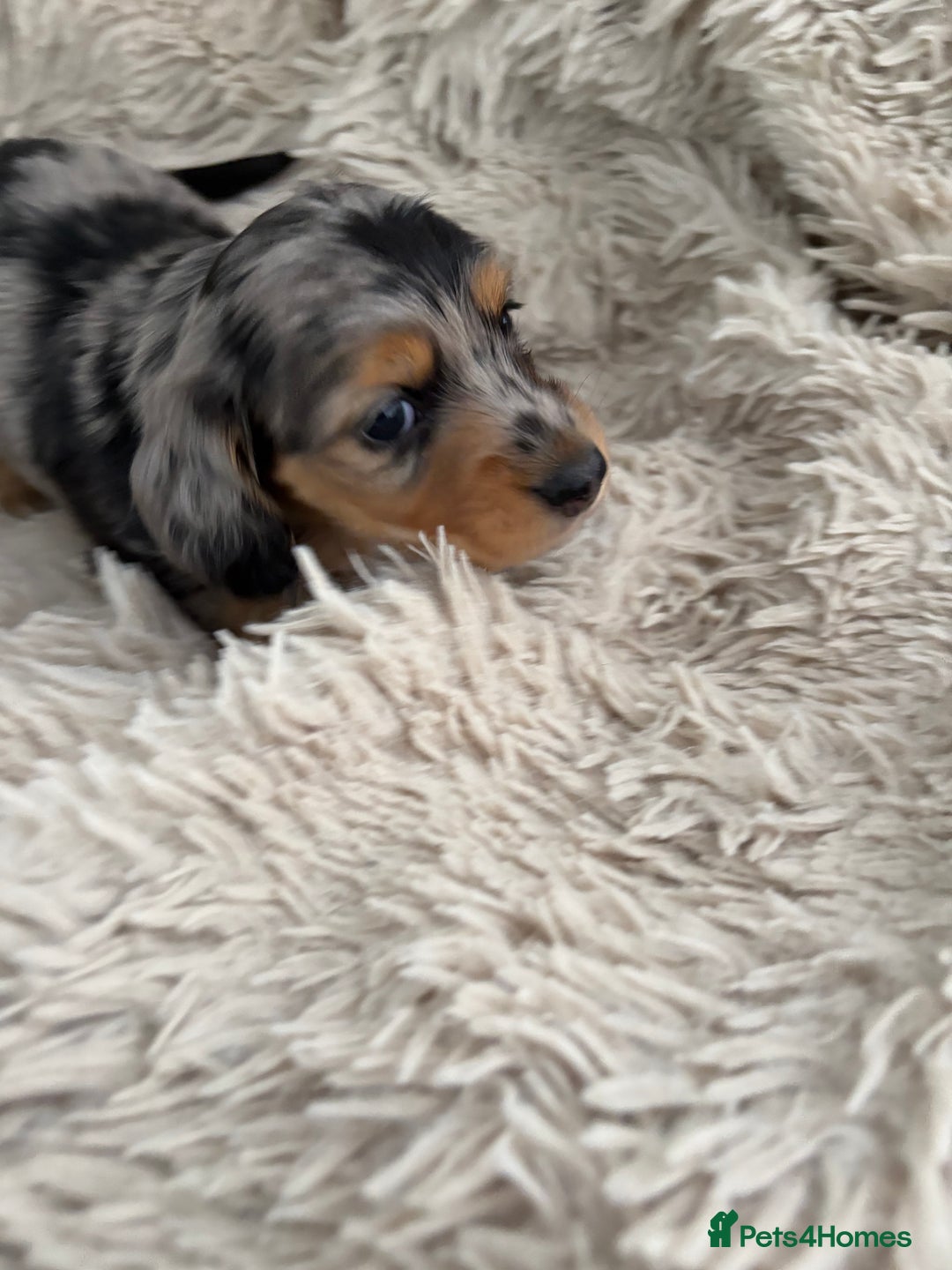 Miniature Dachshund dogs for sale: Long haired mini male dachshunds pups KC reg  - Image 3