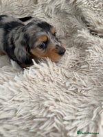 Miniature Dachshund dogs - Advert 5