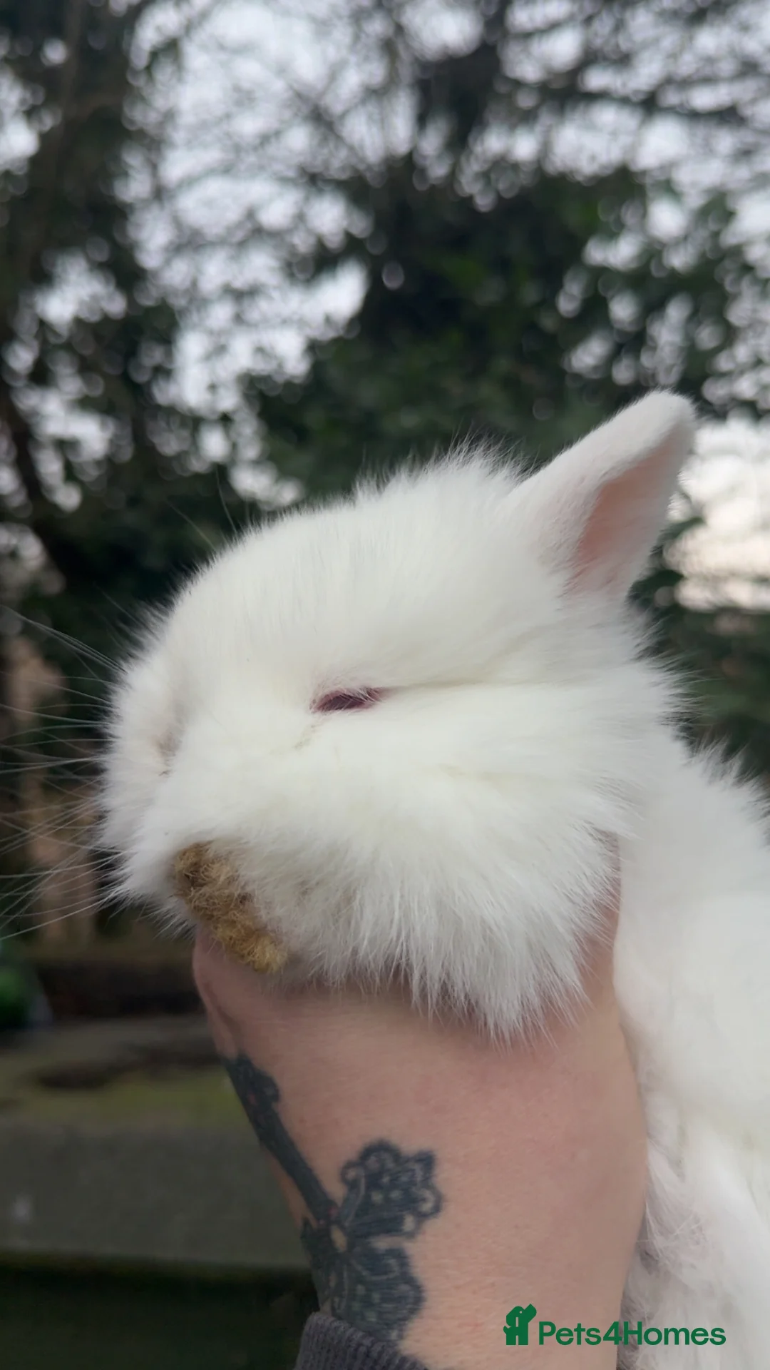 Lionhead rabbits for sale: Lion head rabbits  - Advert 1