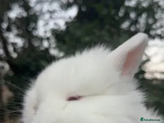 Lionhead rabbits Lion head rabbits - Advert 1