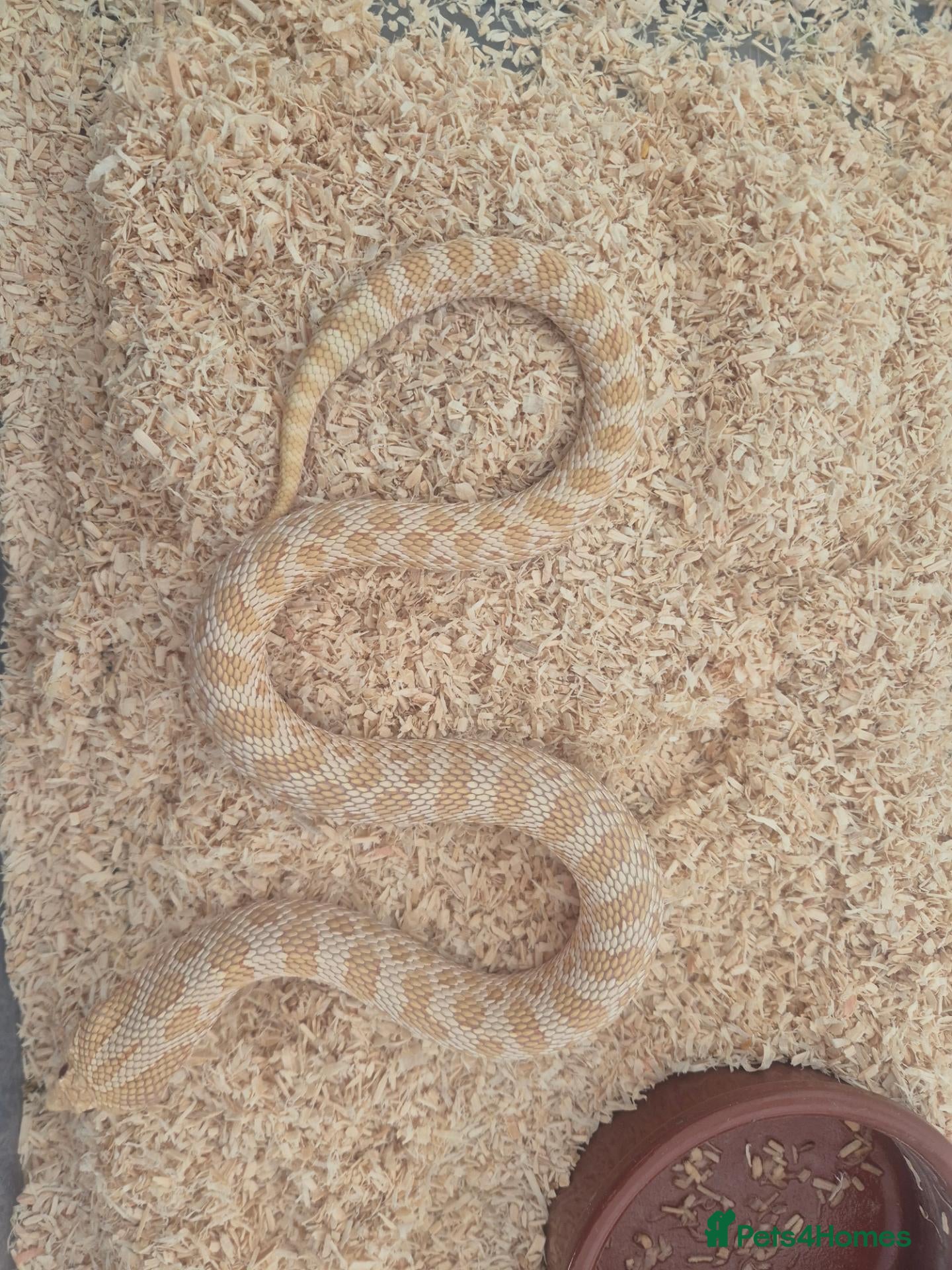 Snake reptiles Western hognose albino conda  - Advert 1