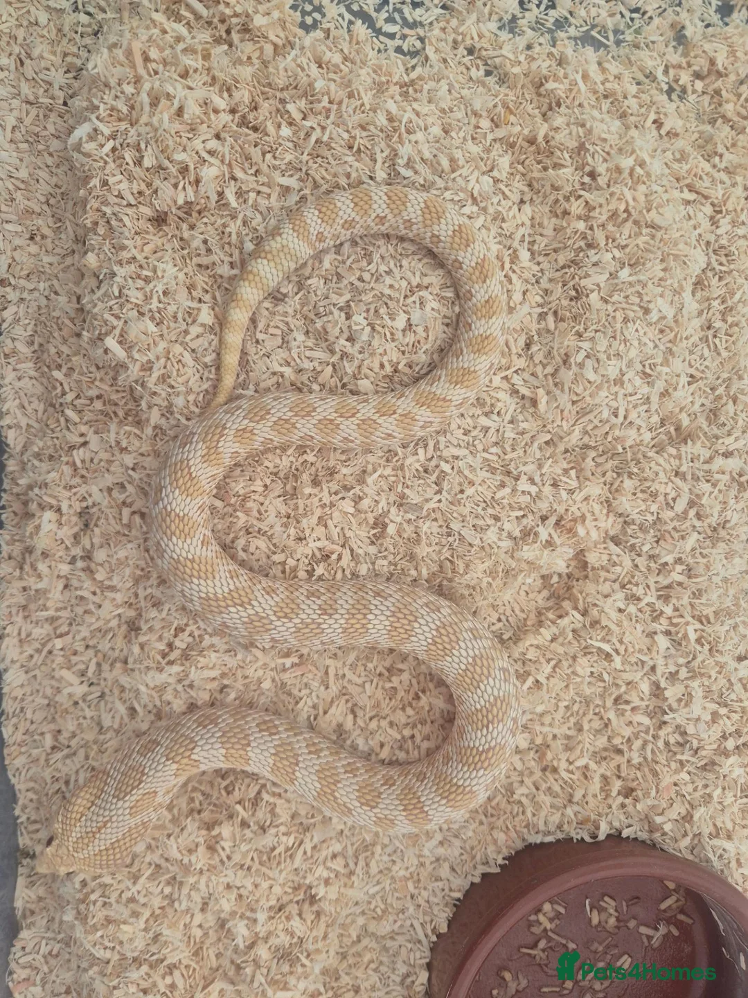 Snake reptiles for sale: Western hognose albino conda  - Advert 1
