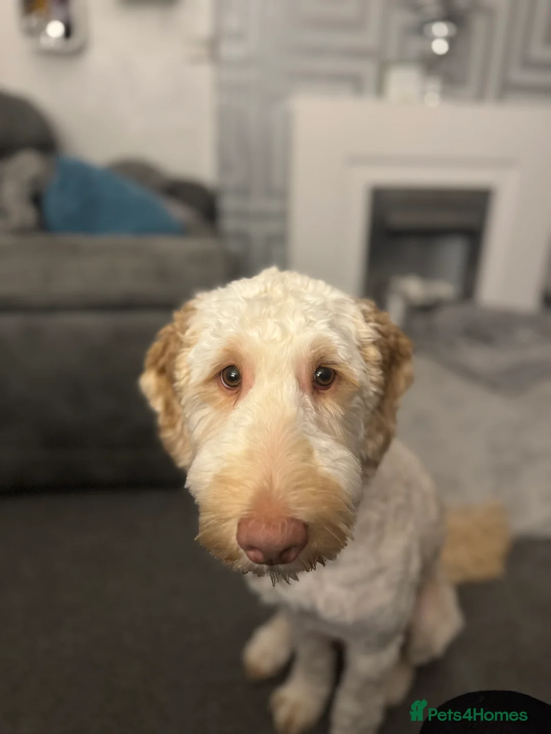 Cockapoo dogs for sale: Cockerpoo - Advert 2