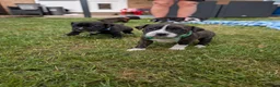 Staffordshire Bull Terrier dogs for sale: Stunning Brindle & White Staffy Pups - Advert 16