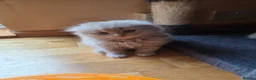 British Longhair cats for sale: Kittens lilack, blue fluffy boys, Scottish fold  - Advert 25