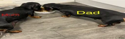 Miniature Dachshund dogs for sale: 4 black & tan miniature dachshund puppies. - Advert 20