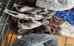 Staffordshire Bull Terrier dogs for sale: secured-blue english staffordshire bull-terriers - Image 5