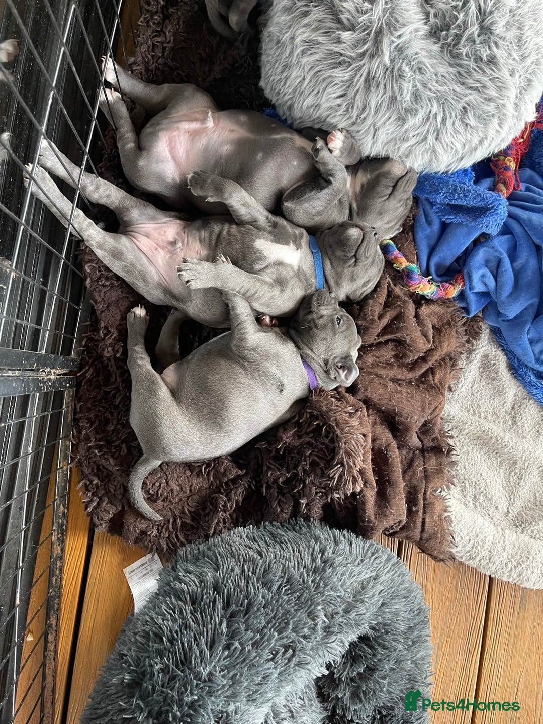 Staffordshire Bull Terrier dogs for sale: secured-blue english staffordshire bull-terriers - Image 5