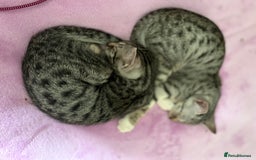 Savannah cats for sale: Savannah SBT adorable silver spotted boys and girl - Image 5