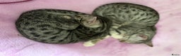 Savannah cats for sale: Savannah SBT adorable silver spotted boys and girl - Advert 5