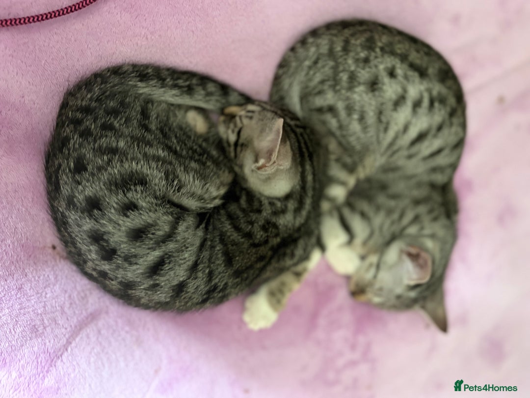 Savannah cats for sale: Savannah SBT adorable silver spotted boys and girl - Image 5