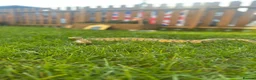 Python Snake reptiles for sale: Ball python for sale - Advert 1
