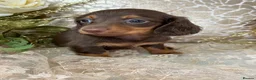 Miniature Dachshund dogs for sale: KC Long Coat Miniature Dachshund Puppies - Advert 5