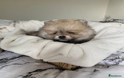 Pomeranian dogs for sale: Pomeranian  - Image 12