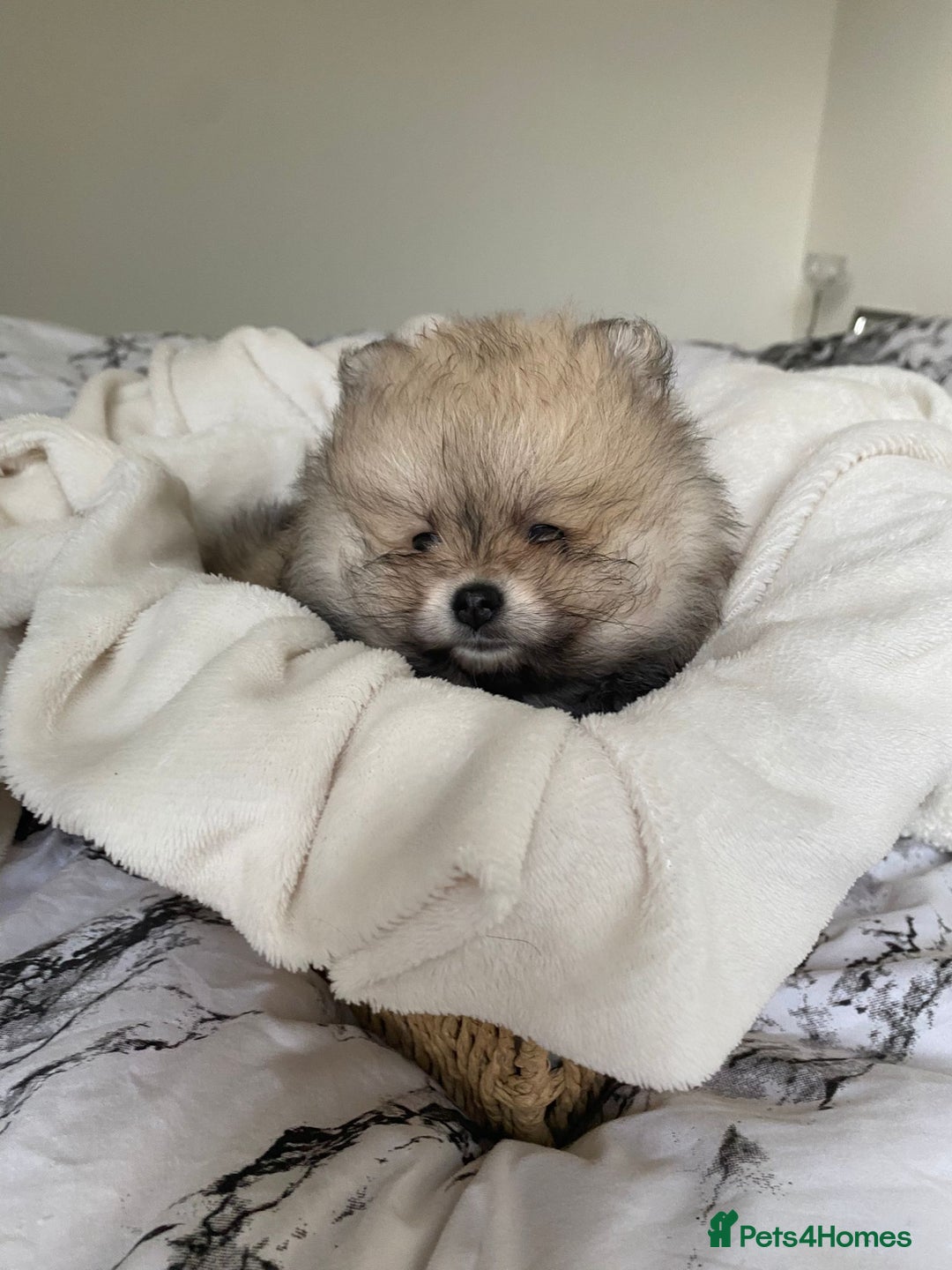 Pomeranian dogs for sale: Pomeranian  - Image 12