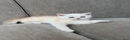 Mixed Breed cats for sale: Kittens for sale - Advert 7