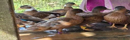 Ducks poultry for sale: Male call ducks  - Advert 4