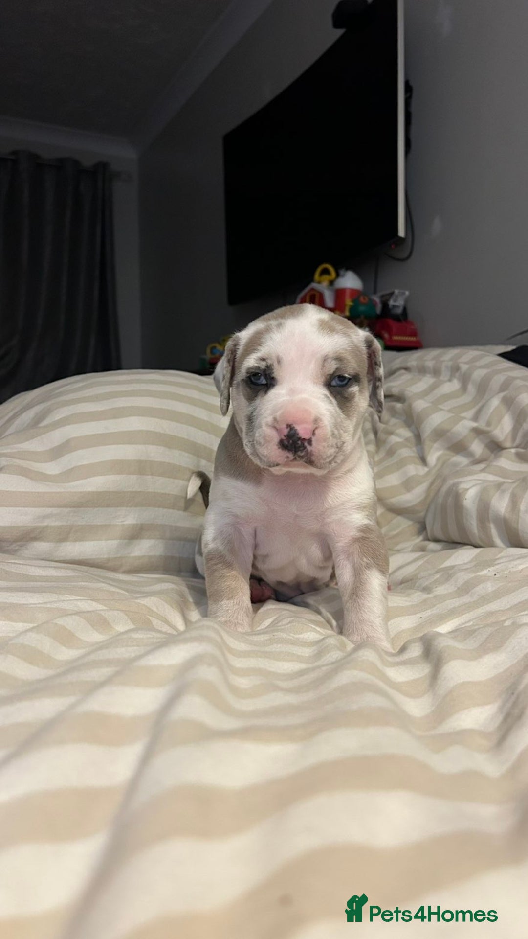 Mixed Breed dogs for sale: Beautiful sable (or blue) harlequin puppy  - Advert 5