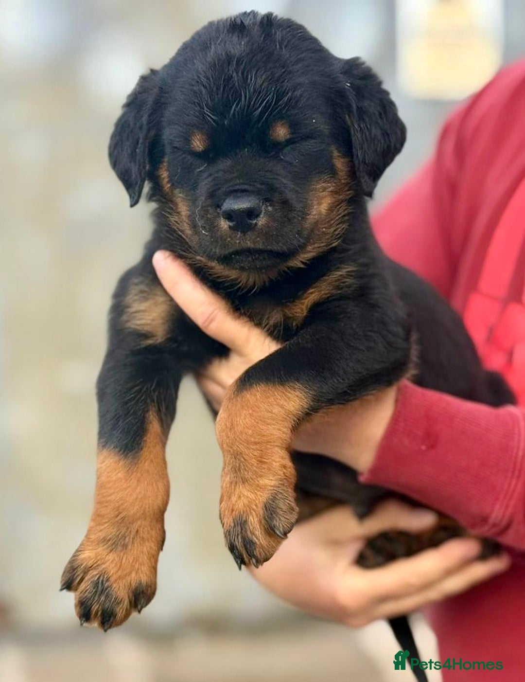 Rottweiler dogs for sale: 5 Generation pedigree  in Lanark - Image 10