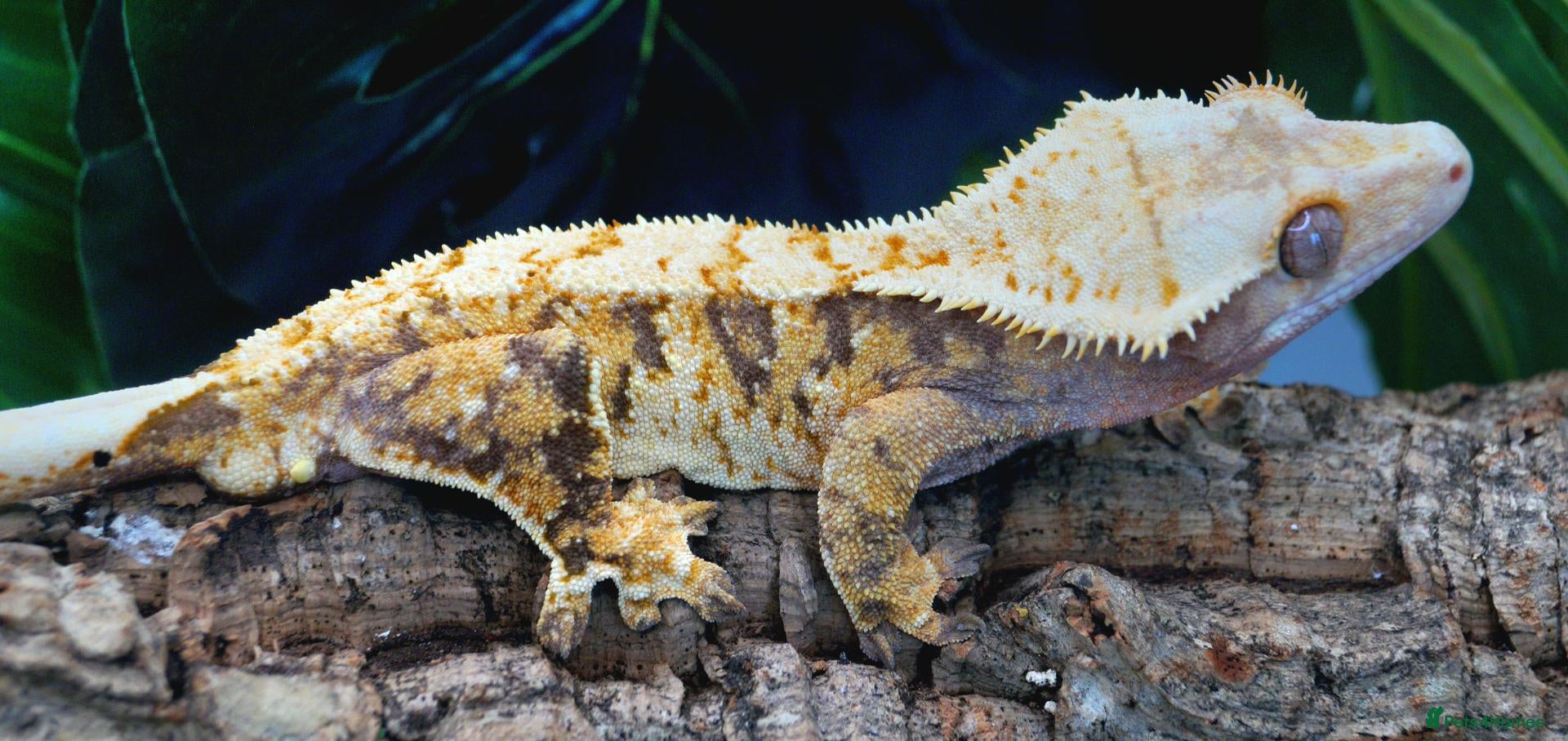 Gecko reptiles Extreme tri-color male crested gecko - Advert 1