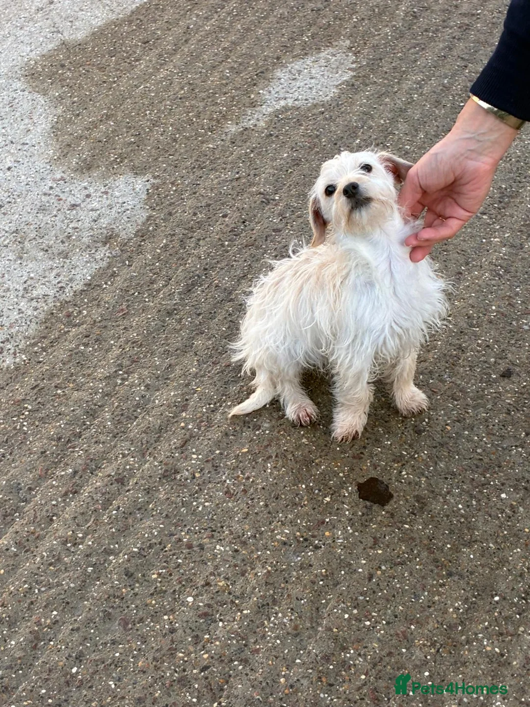 Jackapoo dogs for sale: Jackapoo for sale - Advert 2