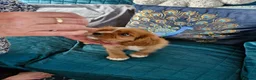 Cavalier King Charles Spaniel dogs for sale: KC reg health tested Cavalier King Charles puppies - Advert 9