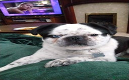 Pug dogs for stud: kc panda pug for stud in Blackpool - Image 6