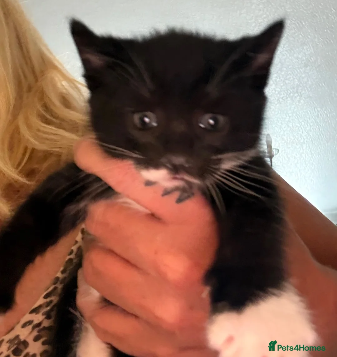 Mixed Breed cats for sale: Beautiful Kittens - Advert 2