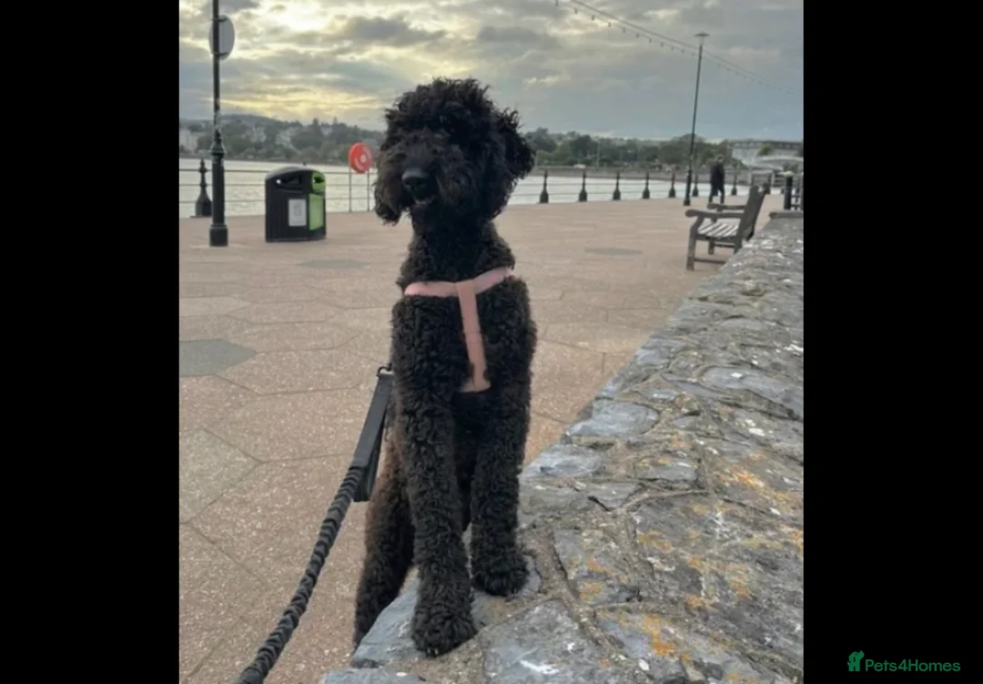 Goldendoodle dogs for sale: Golden Doodle male puppy - Advert 6