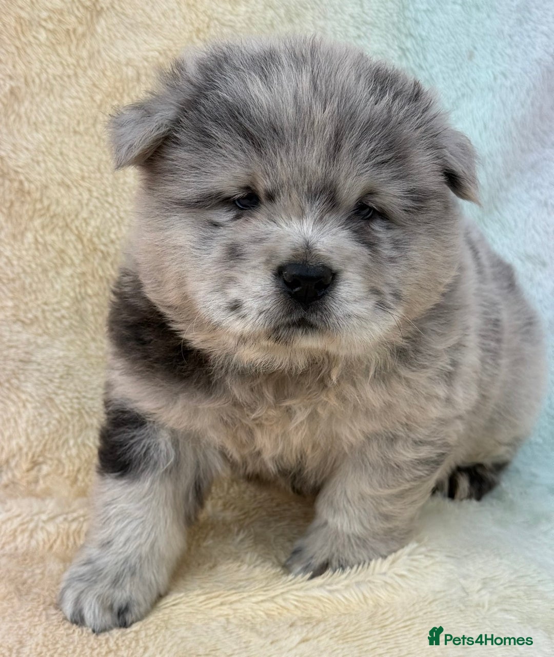 Chow Chow dogs for sale: American Blood Line Chow Chow Puppies  - Advert 2