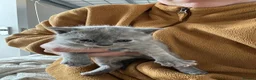 British Shorthair cats for sale: British short hair kitten for sale  - Advert 12
