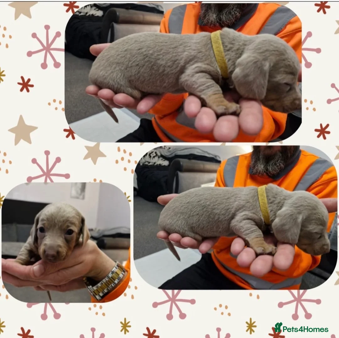 Miniature Dachshund dogs for sale: Absolutely beautiful  in Portsmouth - Advert 4