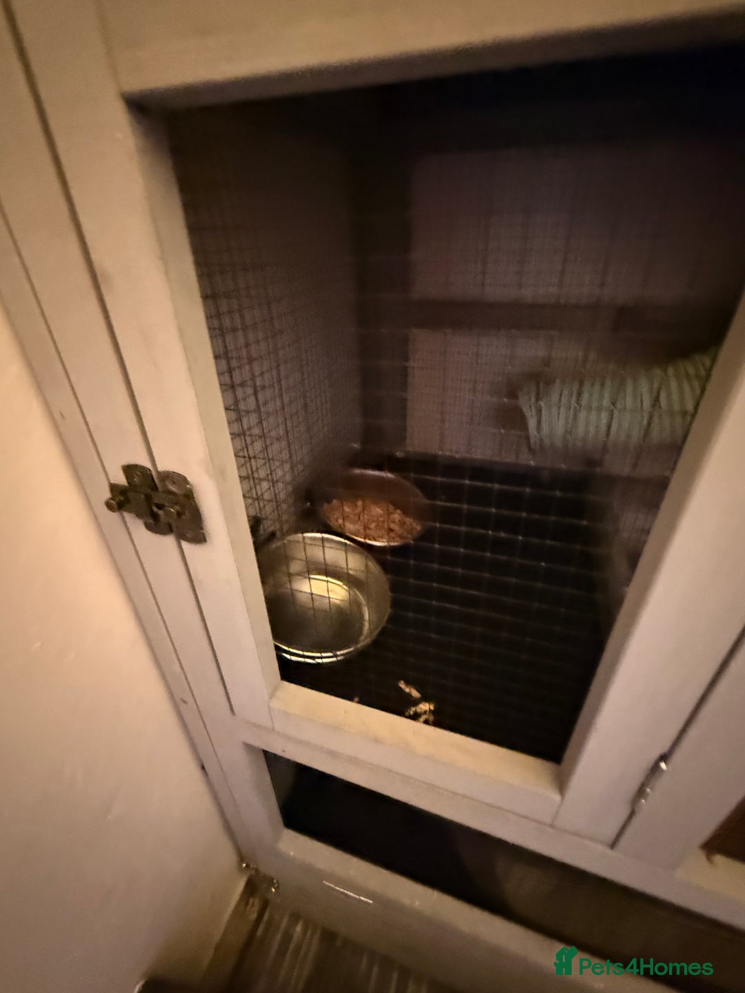 Ferret rodents for sale: Fifi & Skunk - Advert 11