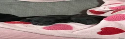 Borador dogs for sale: Borador puppies for sale  - Advert 16
