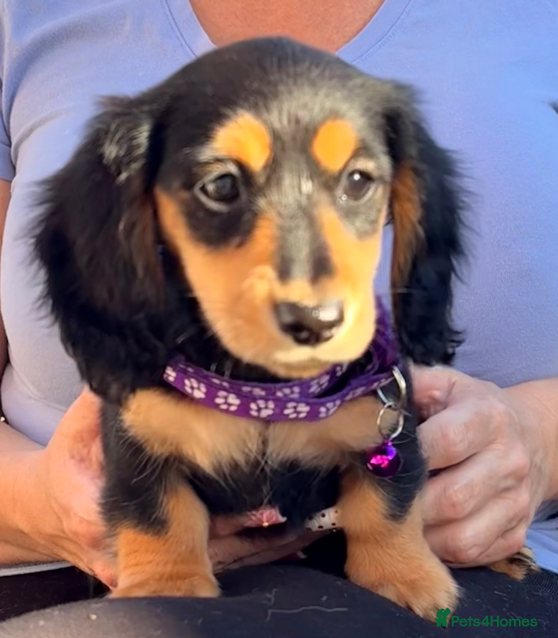 Miniature Dachshund dogs Long Haired - READY NOW. KC Registered if required - Advert 1