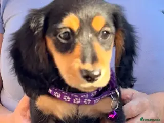 Miniature Dachshund dogs Long Haired - READY NOW. KC Registered if required - Advert 1