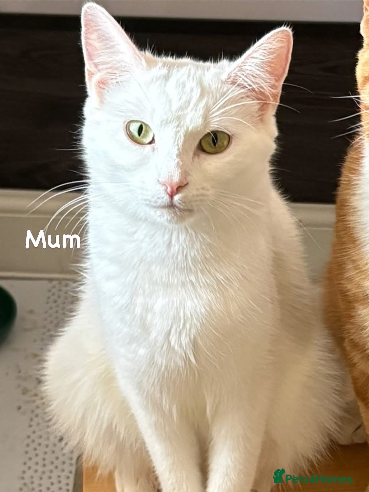 Mixed Breed cats 4 kittens for sale  - Advert 2