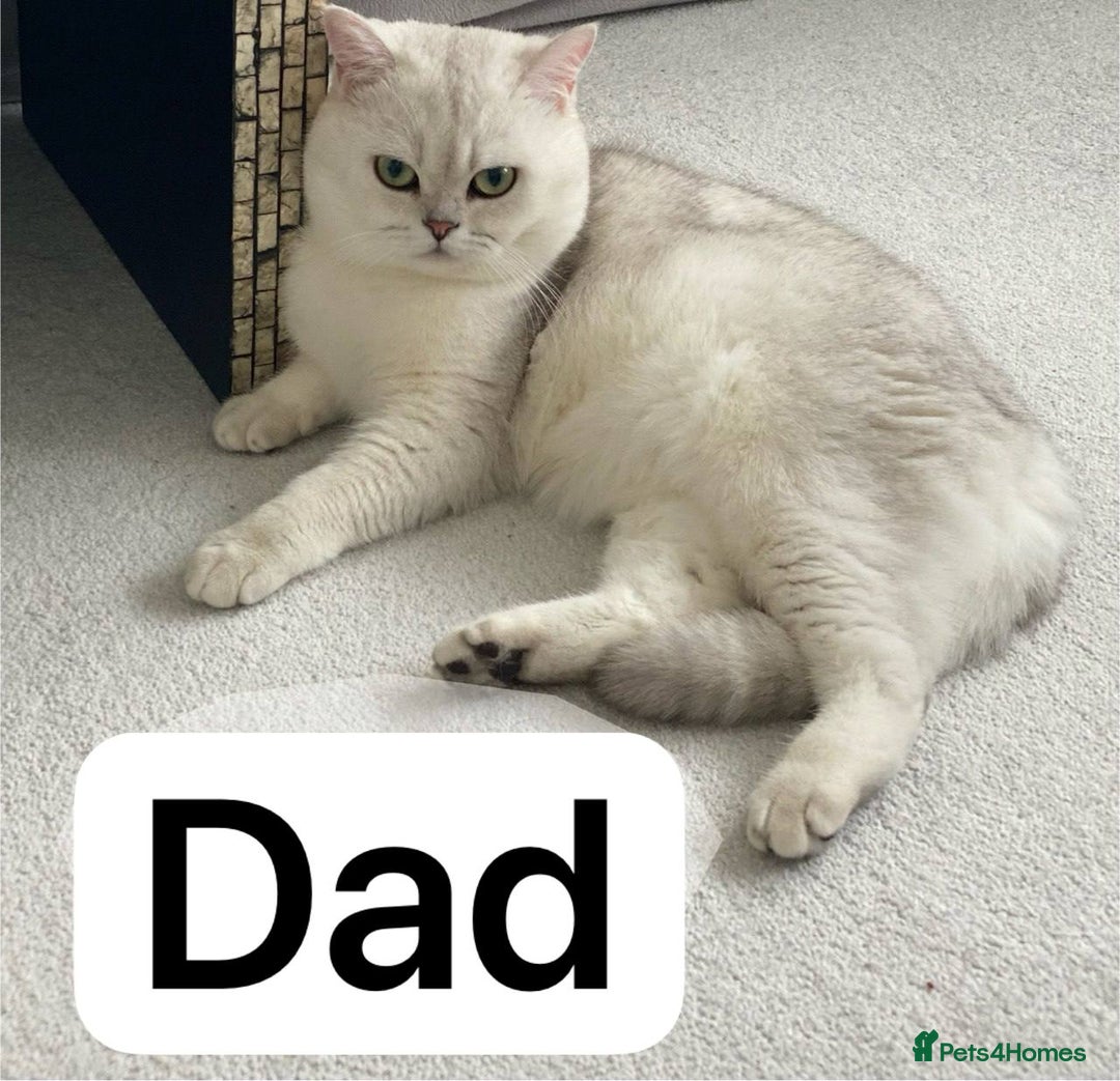 British Shorthair cats for sale: 2 lovely British short hair kitten girls - Image 7