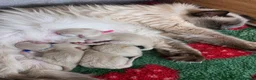 Ragdoll cats for sale: Stunning TICA-Registered Ragdoll Boys Ready Now  - Advert 21