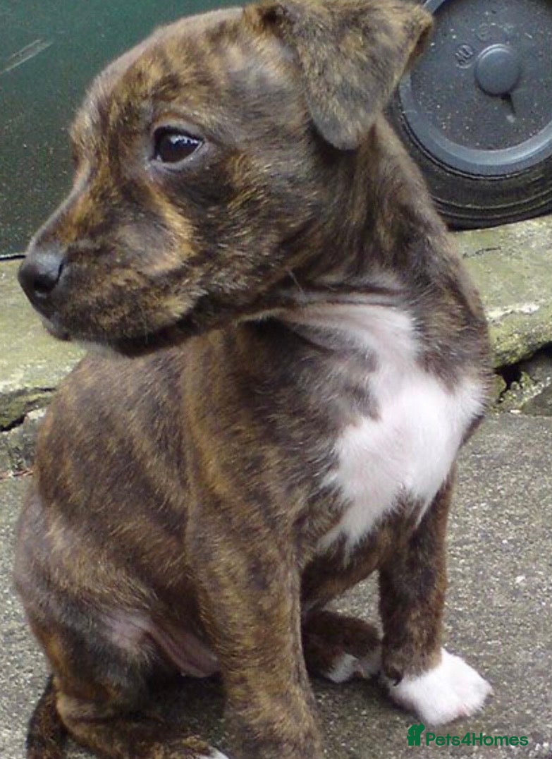 American Bull Staffy dogs Amazing females staffy mix puppy - Advert 5