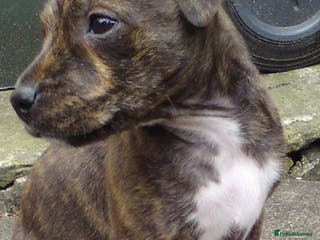 American Bull Staffy dogs Amazing females staffy mix puppy - Advert 5