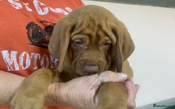 Hungarian Vizsla dogs for sale: Stunning Hungarian Vizsla Puppies  - Image 20