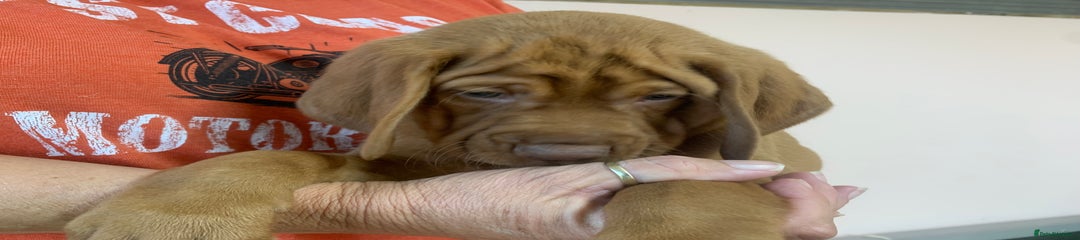 Hungarian Vizsla Puppy 2