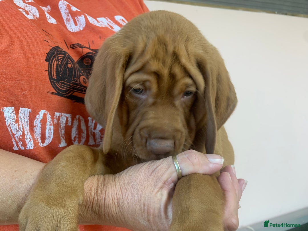 Hungarian Vizsla dogs for sale: Stunning Hungarian Vizsla Puppies  - Image 20