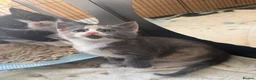 Maine Coon cats for sale: TORTOISESHELL MAINE COON X KITTENS - Advert 22